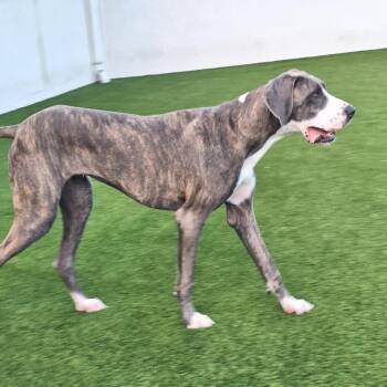 Goose 4827 -  Great Dane Dog for Adoption in Loxahatchee Groves, Florida - Goose 4827 | PetCurious