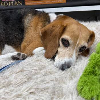 Gracie -  Beagle Dog for Adoption in Fairfax Station, Virginia - Gracie | PetCurious