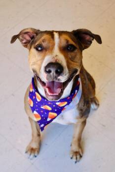 Molly -  Mixed Breed Dog for Adoption in Morgantown, Kentucky - Molly | PetCurious