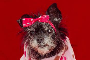 Terrier Dogs Available for Adoption - Arba | PetCurious