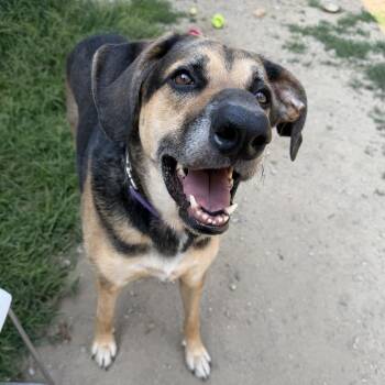 Dorothy -  Shepherd and Mixed Breed Dog for Adoption in Kennebunk, Maine - Dorothy | PetCurious
