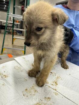 Husky and Mixed Breed Dogs Available for Adoption in Calgary, Alberta - Song Dog | PetCurious