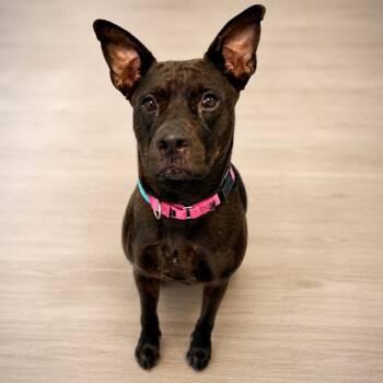 Patsy -  Mixed Breed Dog for Adoption in Sarasota, Florida - Patsy | PetCurious