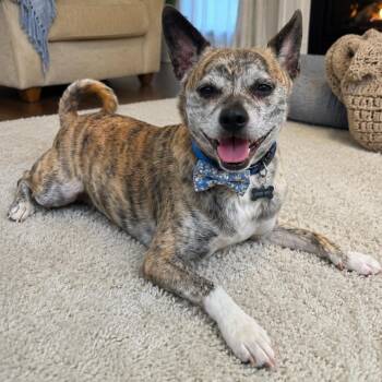 MARLEE GS -  Chihuahua and Shiba Inu Dog for Adoption in Lucas, Texas - MARLEE GS | PetCurious
