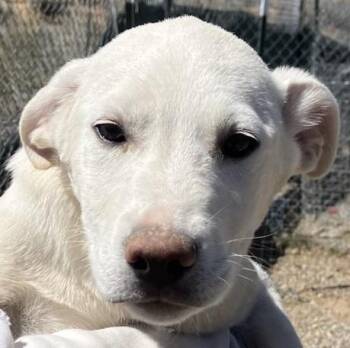 Labrador Retriever Dogs Available for Adoption in San Luis, Colorado - Charlie | PetCurious