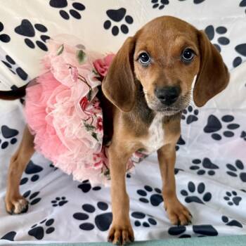 Sunset 22592 -  Dachshund and Black And Tan Coonhound Dog for Adoption in Cumming, Georgia - Sunset 22592 | PetCurious