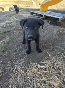 Shepherd and Mixed Breed Dogs Available for Adoption - Apollo | PetCurious