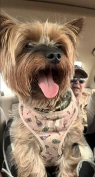 Willow -  Yorkshire Terrier Dog for Adoption in Sandy Springs, Georgia - Willow | PetCurious