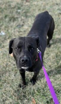 Chrissy -  Pit Bull Terrier and Mixed Breed Dog for Adoption in Kansas City, Missouri - Chrissy | PetCurious
