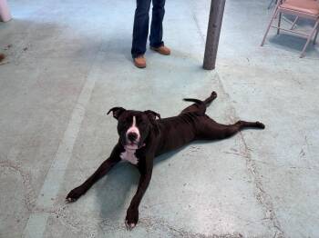 Pit Bull Terrier Dogs Available for Adoption - Willow | PetCurious