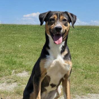 Hound Dogs Available for Adoption in Shelby, North Carolina - Jabu | PetCurious
