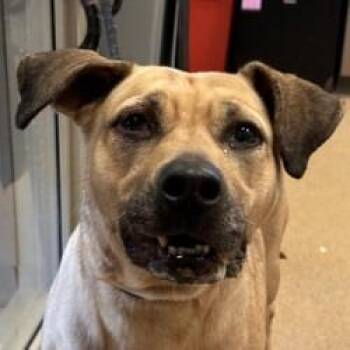 Reese -  Mixed Breed Dog for Adoption in Brenham, Texas - Reese | PetCurious