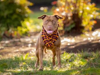 Brooklyn -  Pit Bull Terrier and Mixed Breed Dog for Adoption in Portland, Oregon - Brooklyn | PetCurious