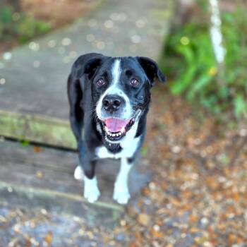 Border Collie and Black Labrador Retriever Dogs Available for Adoption in Port Charlotte, Florida - Chloe | PetCurious