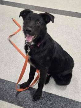Basil -  Labrador Retriever and Mixed Breed Dog for Adoption in Roseville, California - Basil | PetCurious