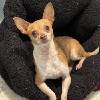 Chihuahua Dogs Available for Adoption in Hawthorne, California - Willow | PetCurious
