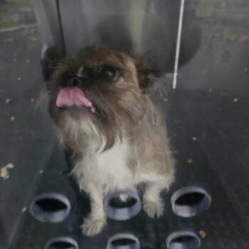 Tuffy -  Mixed Breed Dog for Adoption in Philadelphia, Pennsylvania - Tuffy | PetCurious