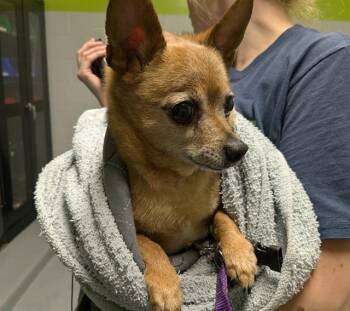 LEO -  Chihuahua Dog for Adoption in Kent, Washington - LEO | PetCurious