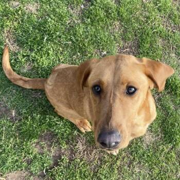 Evelyn -  Golden Retriever Dog Available for Adoption in Stillwater, Oklahoma - Evelyn | PetCurious