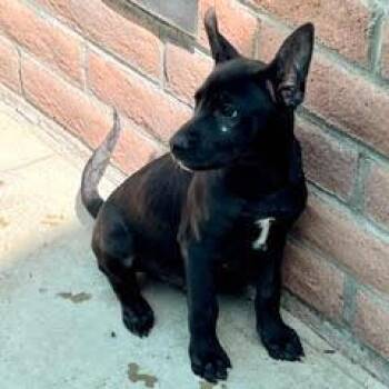 Rescue Shepherd Dogs for Adoption in Green Valley, Arizona - Yosemite | PetCurious