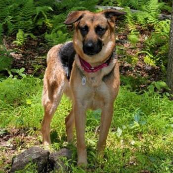 Ellie Mae (26-247) -  German Shepherd Dog Dog for Adoption in New Ringgold, Pennsylvania - Ellie Mae (26-247) | PetCurious