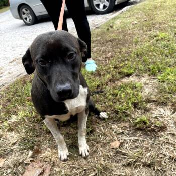 Rescue Terrier Dogs for Adoption in Clanton, Alabama - Brandi | PetCurious