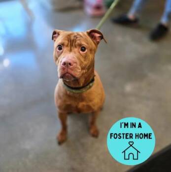 Rescue Mixed Breed Dogs for Adoption in Philadelphia, Pennsylvania - Nala | PetCurious