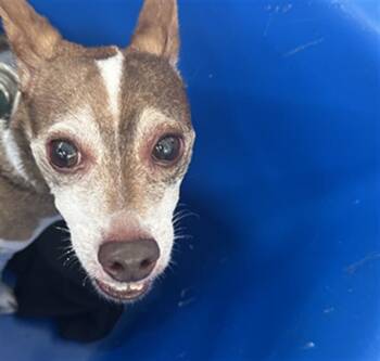 PAWPAW -  Mixed Breed Dog for Adoption in Dallas, Texas - PAWPAW | PetCurious