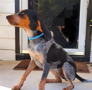 MAYA MAY -  Bluetick Coonhound and Mixed Breed Dog for Adoption in San Antonio, Texas - MAYA MAY | PetCurious