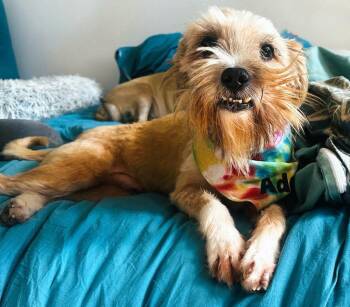 Max (aka Merlin) -  Terrier Dog for Adoption in New York, New York - Max (aka Merlin) | PetCurious