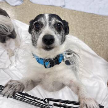 Adam -  Rat Terrier and Wirehaired Terrier Dog for Adoption in Winter, Wisconsin - Adam | PetCurious
