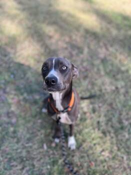 Rescue Pit Bull Terrier Dogs for Adoption in Lakeland, Florida - Captain | PetCurious