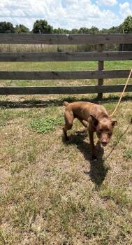 Cattle Dog Dogs Available for Adoption in Wauchula, Florida - Bruno | PetCurious