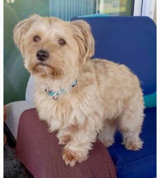 Fluffy -  Morkie Dog for Adoption in Tifton, Georgia - Fluffy | PetCurious