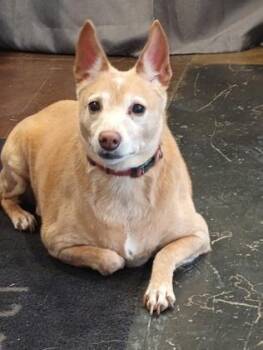 Terrier and Mixed Breed Dogs Available for Adoption - Hannah | PetCurious