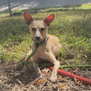 Aries -  Chihuahua and Dachshund Dog for Adoption in Belleville, Illinois - Aries | PetCurious