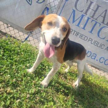 Beagle and Mixed Breed Dogs Available for Adoption in Frankfort, Kentucky - Cooper 5759 D | PetCurious