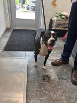 Jack -  Mixed Breed Dog for Adoption in Oxford, North Carolina - Jack | PetCurious