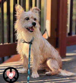 Rescue Terrier Dogs for Adoption in Lebanon, Pennsylvania - Toro | PetCurious