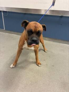 GATOR -  Boxer Dog for Adoption in Doral, Florida - GATOR | PetCurious