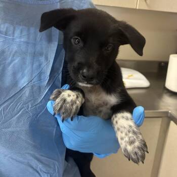 Kiwi -  Retriever and Mixed Breed Dog for Adoption in San Antonio, Texas - Kiwi | PetCurious