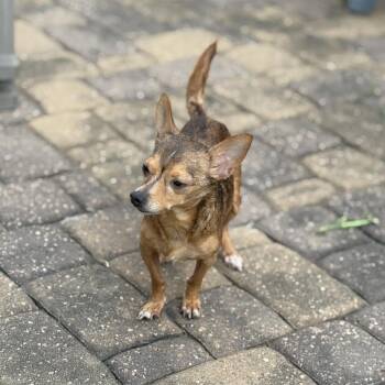 Chihuahua Dogs Available for Adoption in Park Row, Texas - Loki | PetCurious