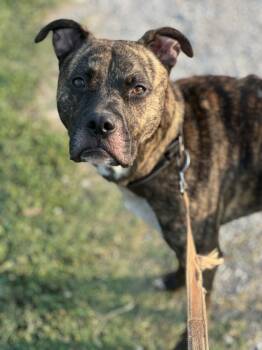 Rescue Boxer and Pit Bull Terrier Dogs for Adoption in Evansville, Indiana - Noki | PetCurious