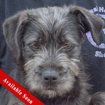 Schnauzer and Labrador Retriever Dogs Available for Adoption in Huntley, Illinois - Tigger | PetCurious