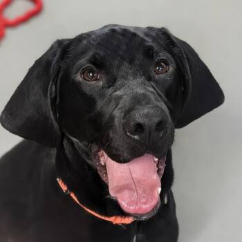 Hound Dogs Available for Adoption - Dio Gee | PetCurious