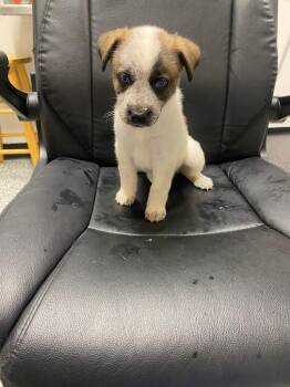 German Shepherd Dog and Mixed Breed Dogs Available for Adoption in Kemp, Texas - Francis | PetCurious