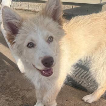 Buttercup -  Alaskan Malamute and Australian Shepherd Dog for Adoption in Boulder, Colorado - Buttercup | PetCurious