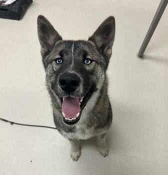 Akita and Mixed Breed Dogs Available for Adoption in Irving, Texas - Wilson | PetCurious