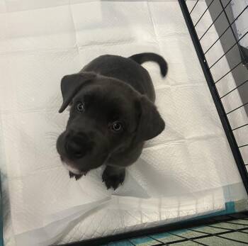 Spud -  Cane Corso and Mixed Breed Dog for Adoption in Mississauga, Ontario - Spud | PetCurious