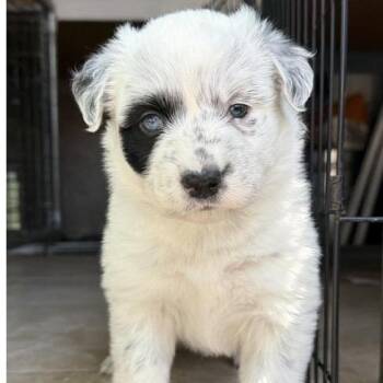 Pebbles -  Cattle Dog Dog for Adoption in Larkfield-wikiup, California - Pebbles | PetCurious